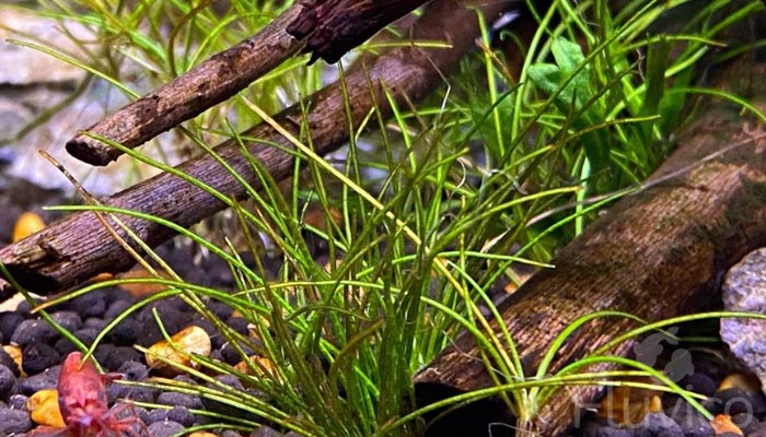 dwarf-hair-grass