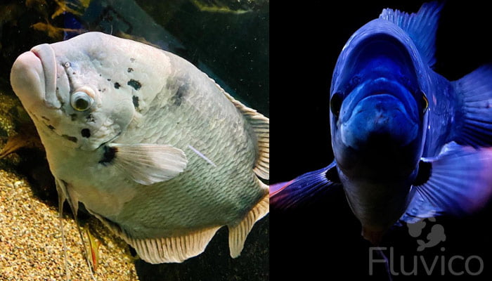 giant gourami bottom of tank