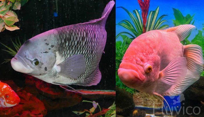 giant gourami facing