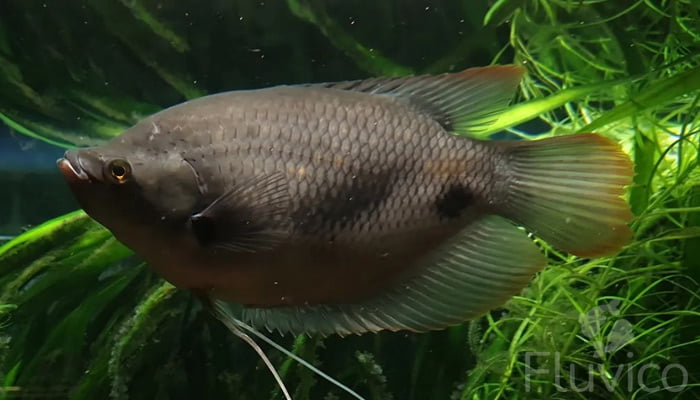 giant gourami