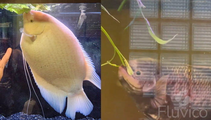 giant gourami feeding