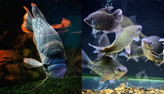 giant gourami red-tail