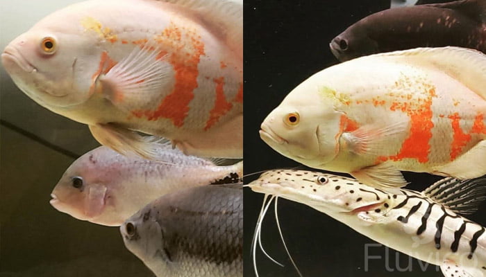 giant gourami tank mates