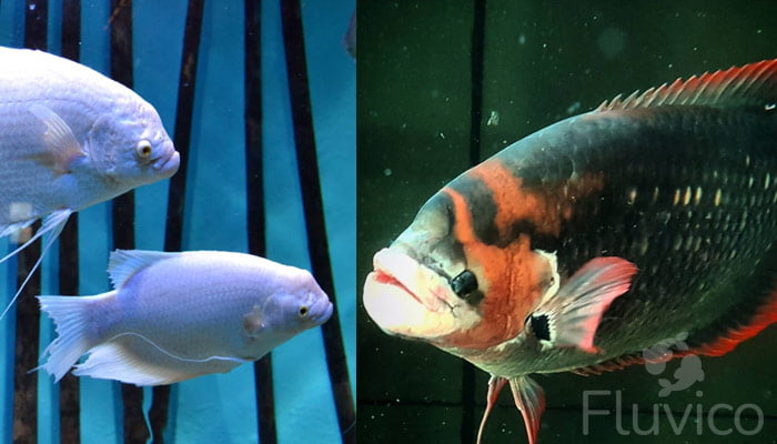 giant gourami varieties