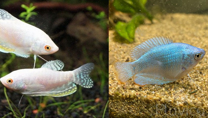 gourami bottom of tank