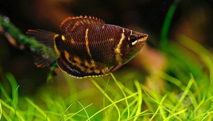 gourami golden