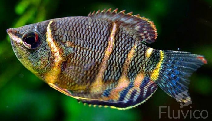 gourami large