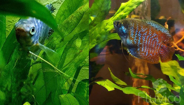 gourami plants