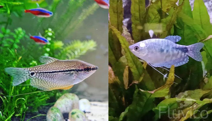 gourami swimming in plants