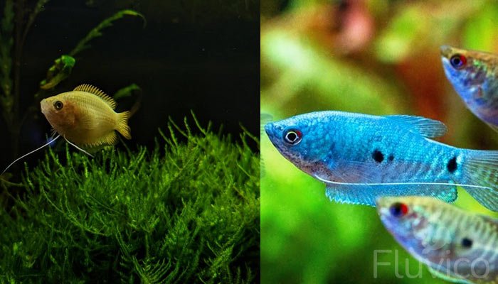 gouramis