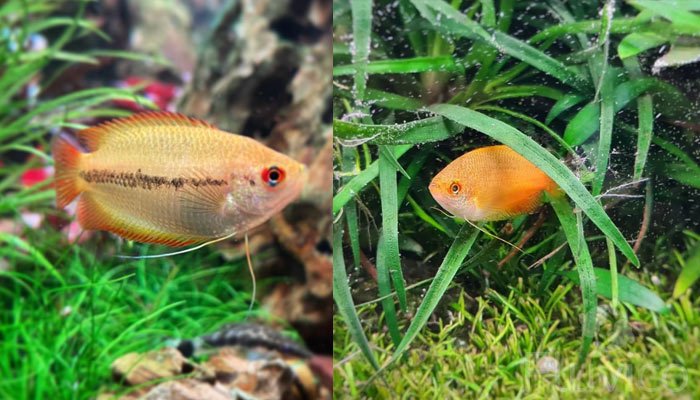 honey gourami among plants