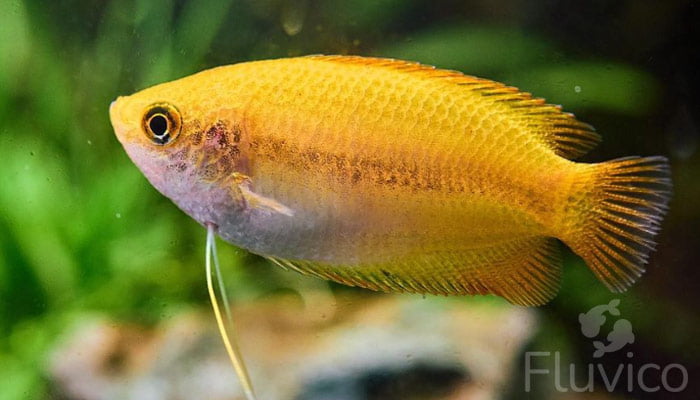 honey gourami