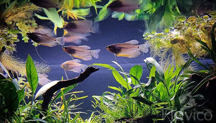 multiple Pearl gourami
