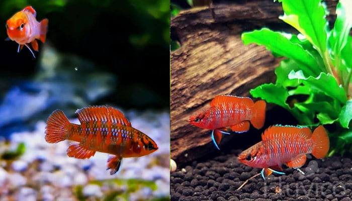 multiple scarlet badis