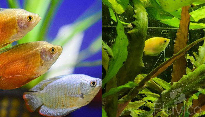 multiple honey gourami