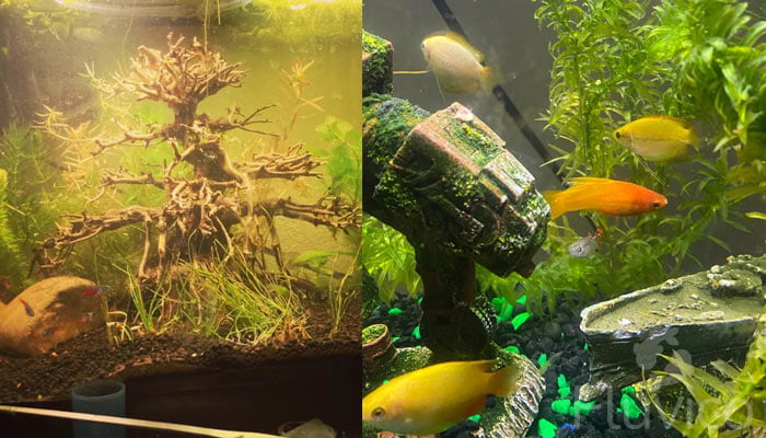 multiple honey plants and decorations