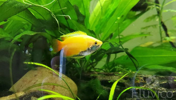 honey gourami side view