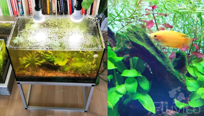 multiple honey in aquarium