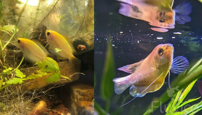 honey gourami at top of water tank