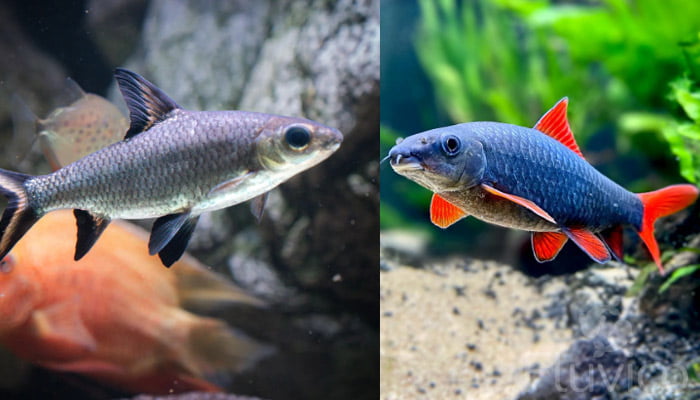 rainbow shark and bala shark