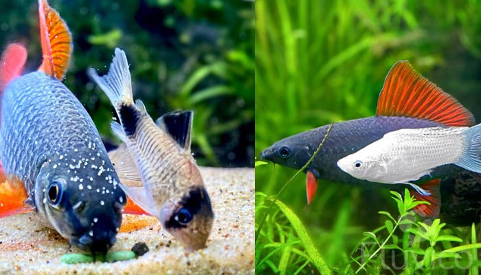 rainbow shark bottom dwelling