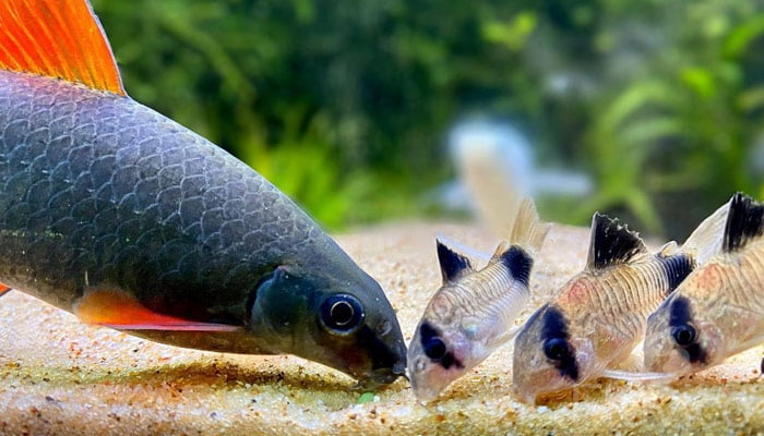 rainbow shark feeding