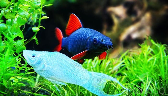 rainbow shark in undergrowth