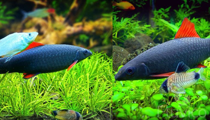 rainbow shark tank mates