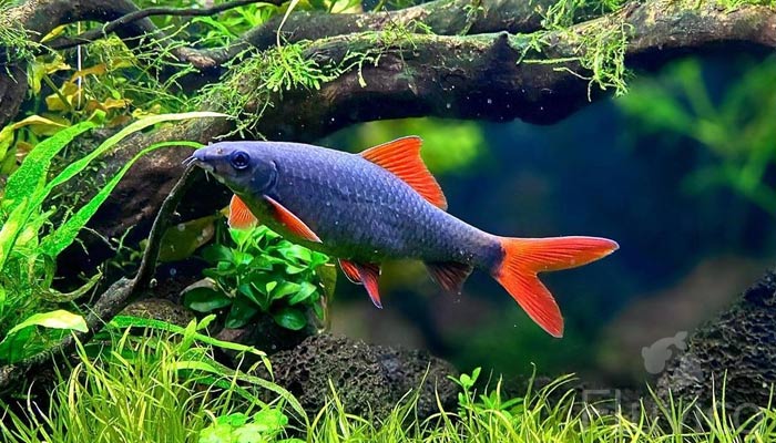 rainbow shark2