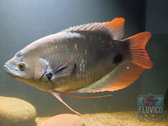 Red Tail Gourami