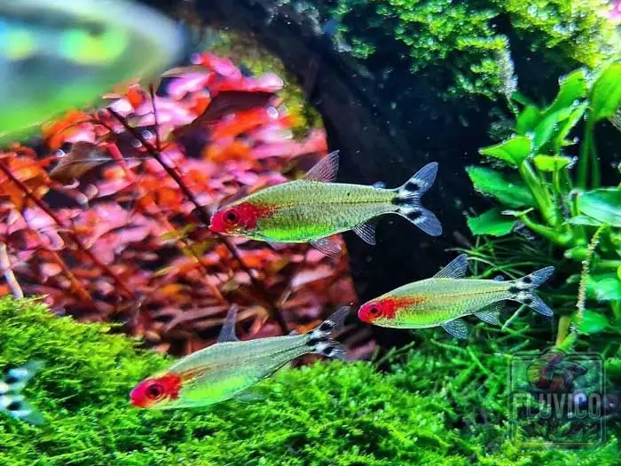 rummy nose tetra close up