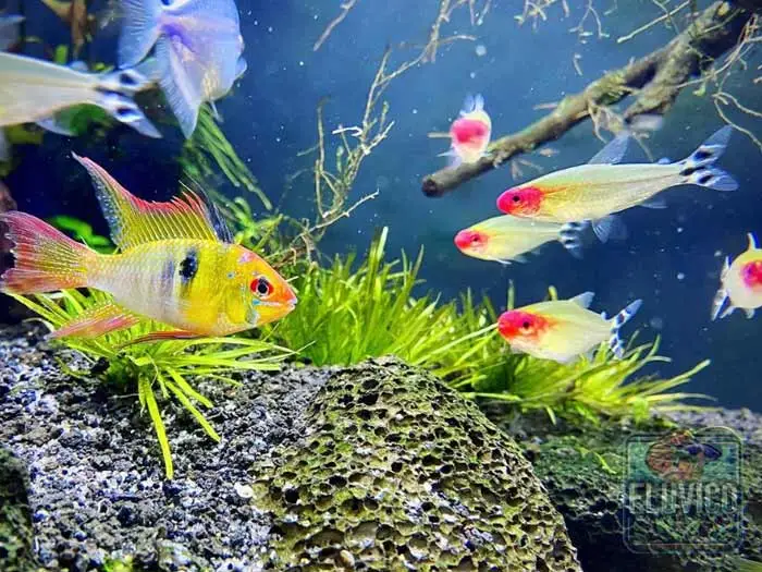 rummy nose tetra tank mates