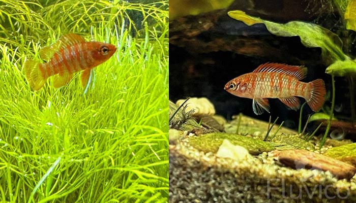 scarlet badis among undergrowth