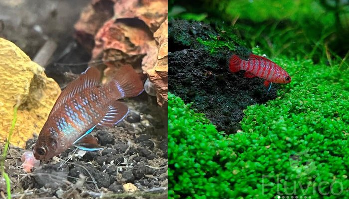 scarlet badis feeding