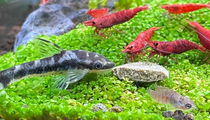 scarlet badis tank mates