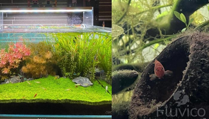 scarlet badis tank