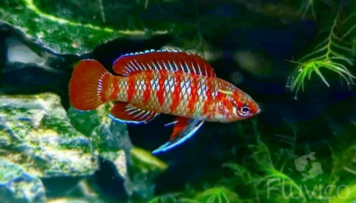 scarlet badis