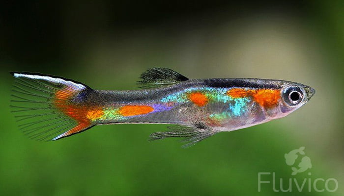 swordtail