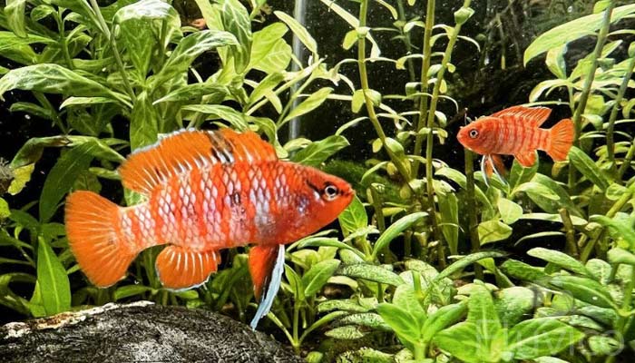 two scarlet badis amongst plants