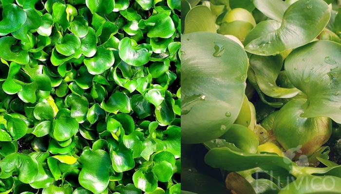 water hyacinth floating