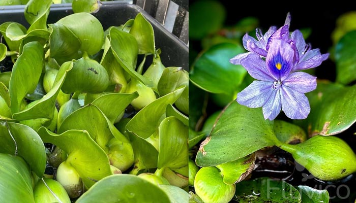 water hyacinth flower
