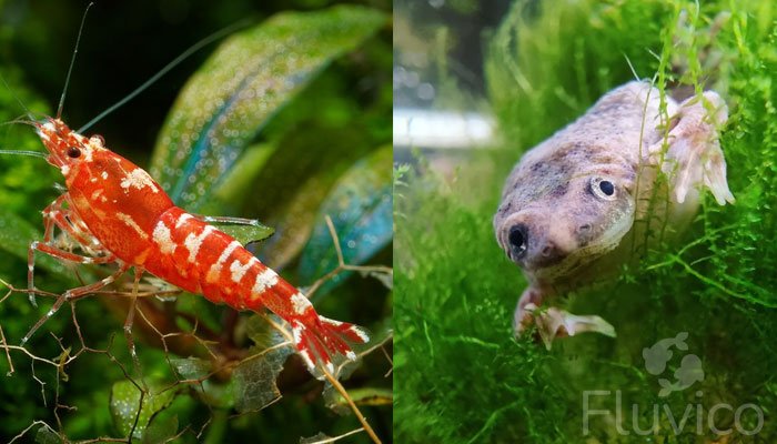 water hyacinth tank mates
