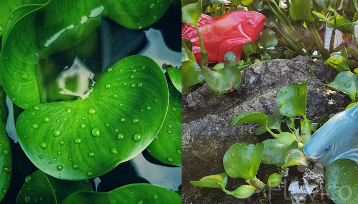 water hyacinth with fish ornaments