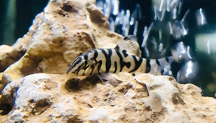 Yoyo Loach on Rock
